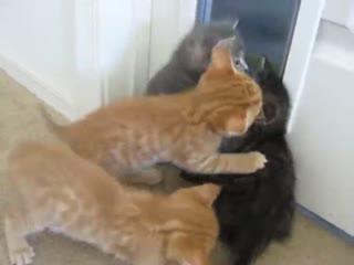 中国动物的搞笑短片,中国动物搞笑短片集锦