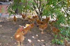 养鸡资料,揭秘现代养鸡业的可持续发展之路